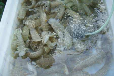 新鲜濑尿虾